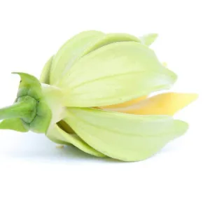 Ylang & Amber FO/EO Blend